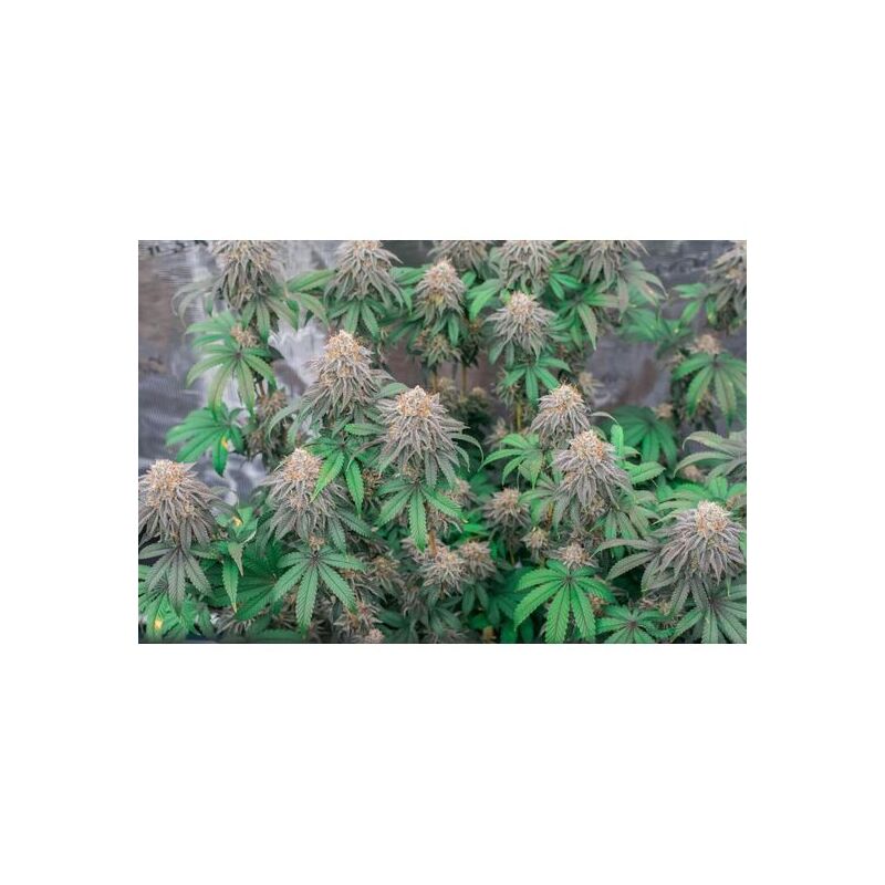 Papaya Frosting, Фасовка: 3, изображение 2